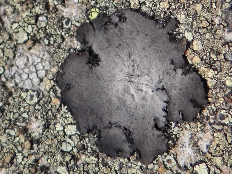 Cylindric Navel Lichen photo 6