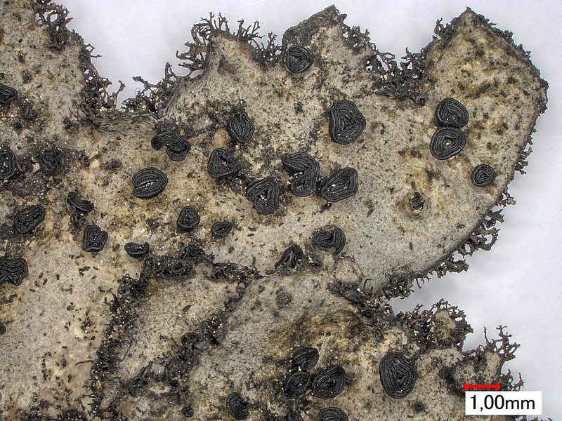 Cylindric Navel Lichen photo 7