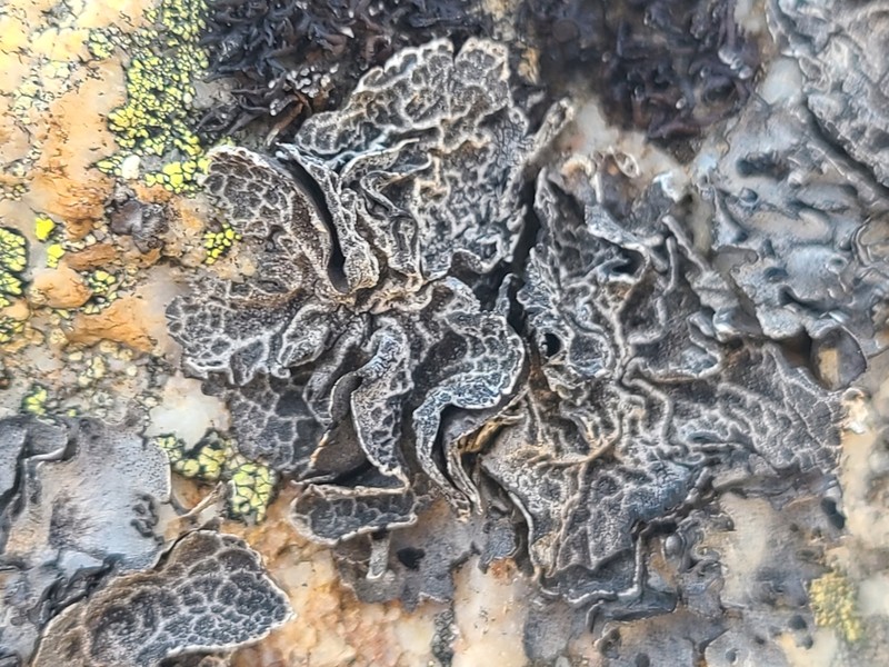 Navel Lichen photo 2