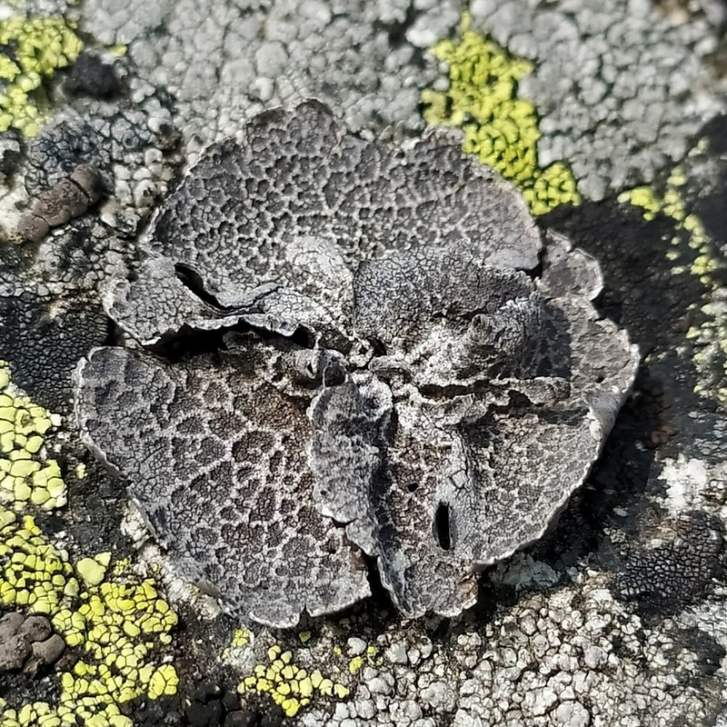 Navel Lichen photo 3
