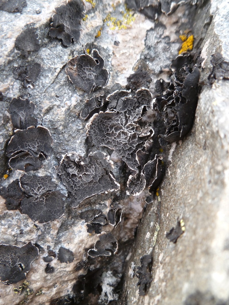 Navel Lichen photo 4