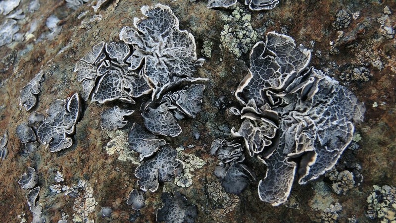 Navel Lichen photo 5