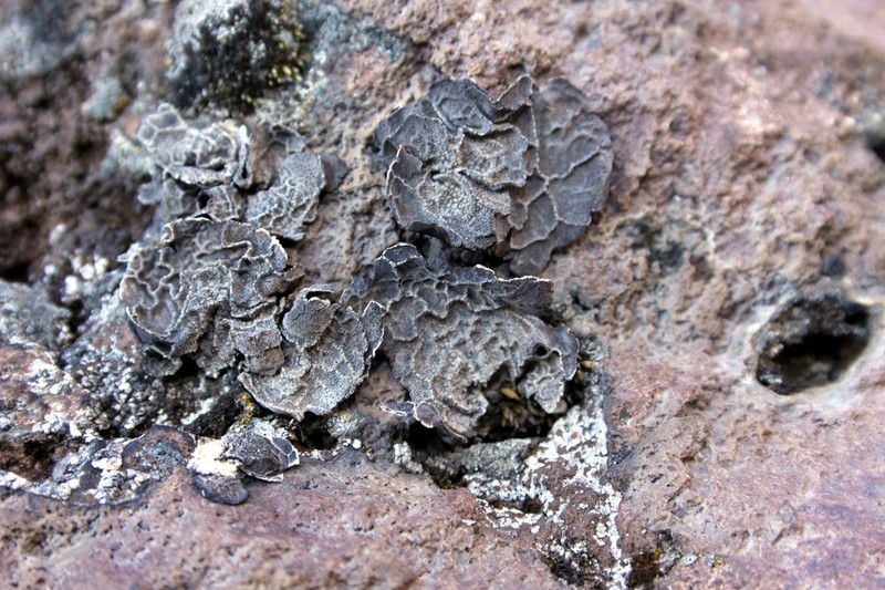 Navel Lichen photo 6