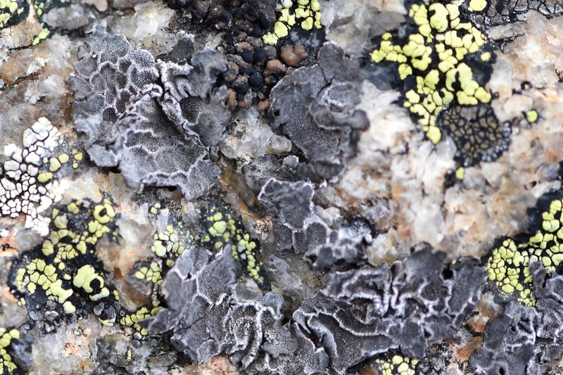 Navel Lichen photo 7