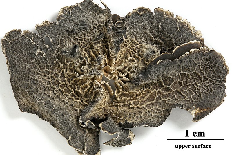 Navel Lichen