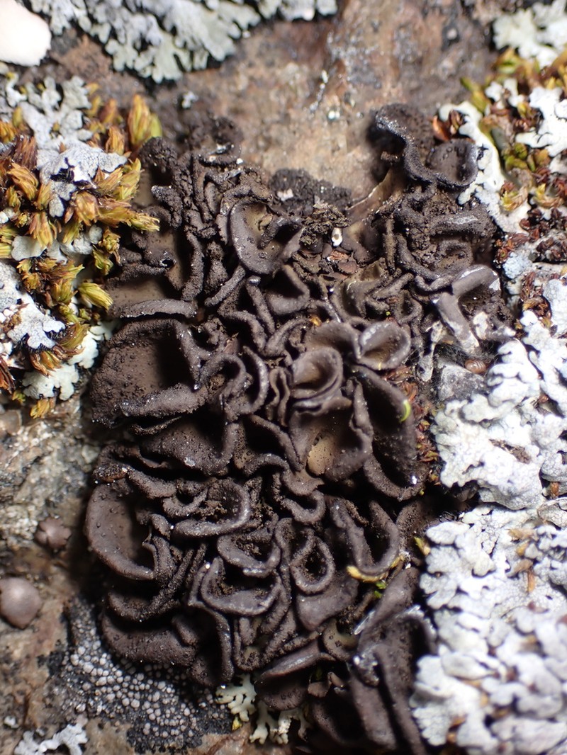 Navel Lichen photo 2