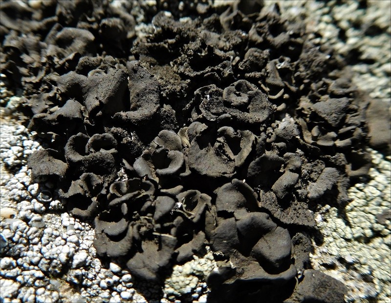 Navel Lichen photo 3