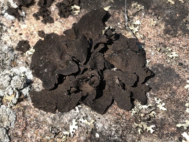 Navel Lichen photo 5