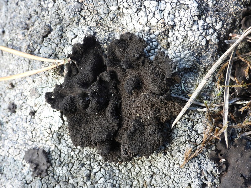 Navel Lichen photo 6