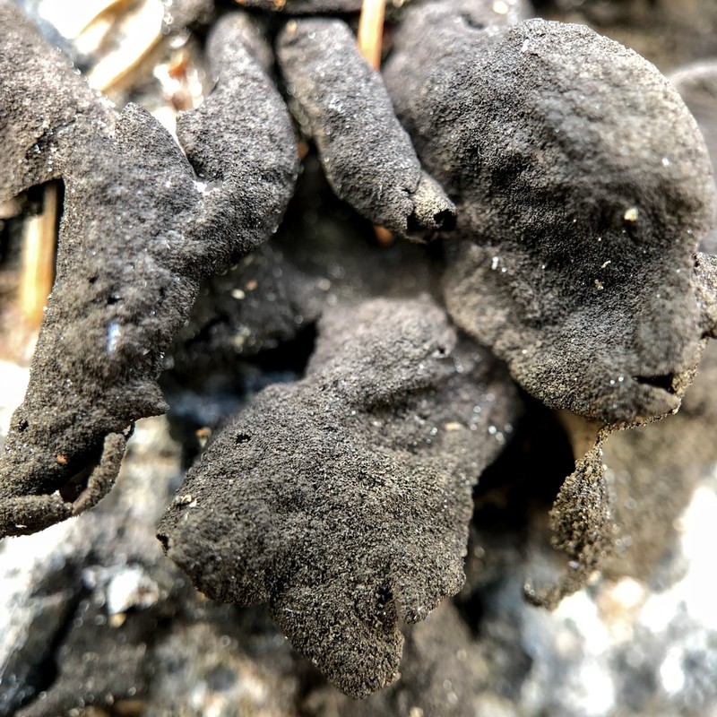 Navel Lichen photo 7