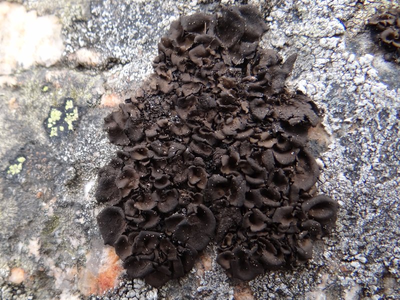 Navel Lichen