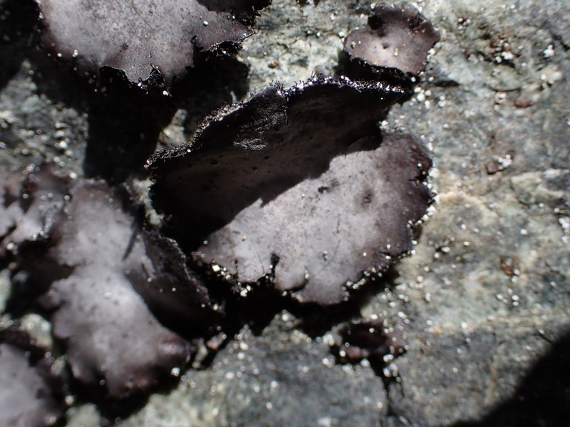 Havaas' Navel Lichen