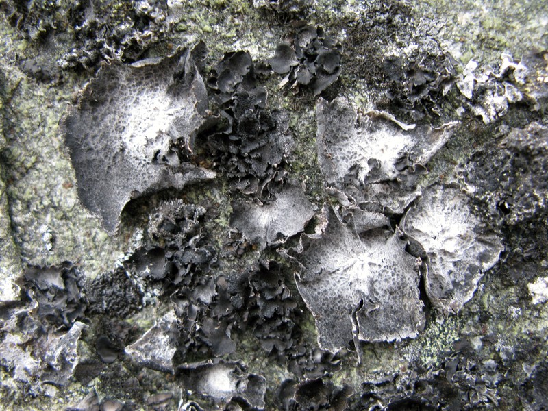 Havaas' Navel Lichen photo 3