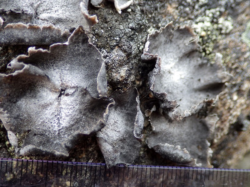 Havaas' Navel Lichen photo 5