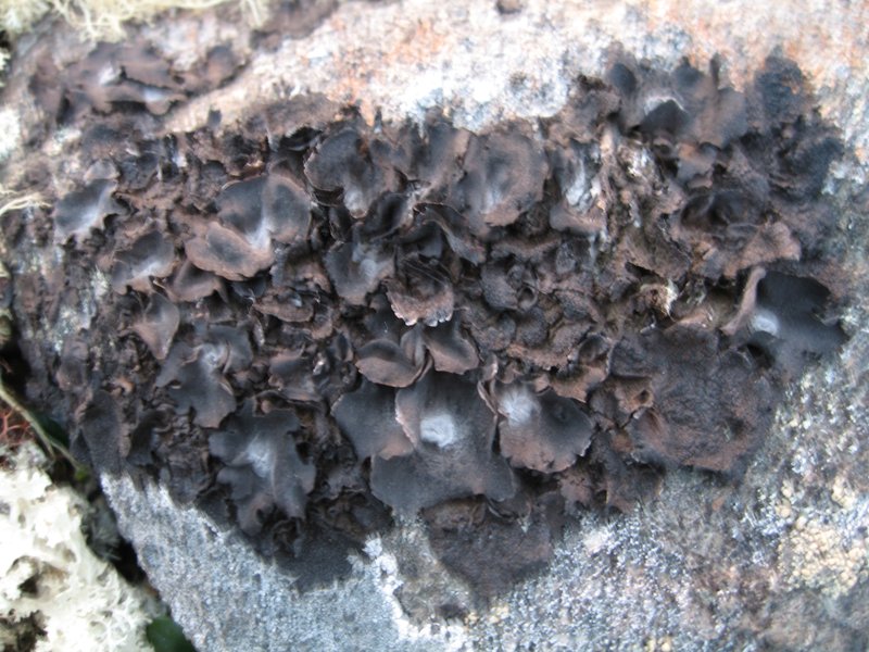 Havaas' Navel Lichen