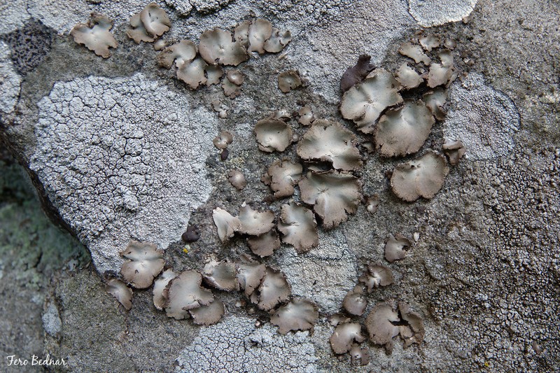 Hairy Navel Lichen photo 4
