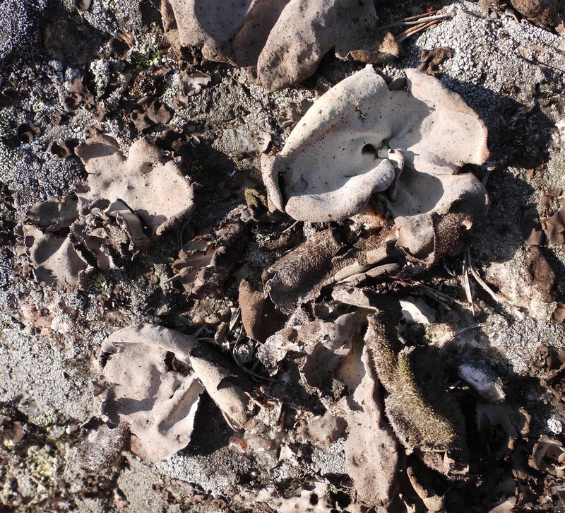 Hairy Navel Lichen photo 5