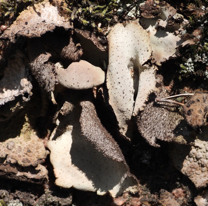 Hairy Navel Lichen photo 6