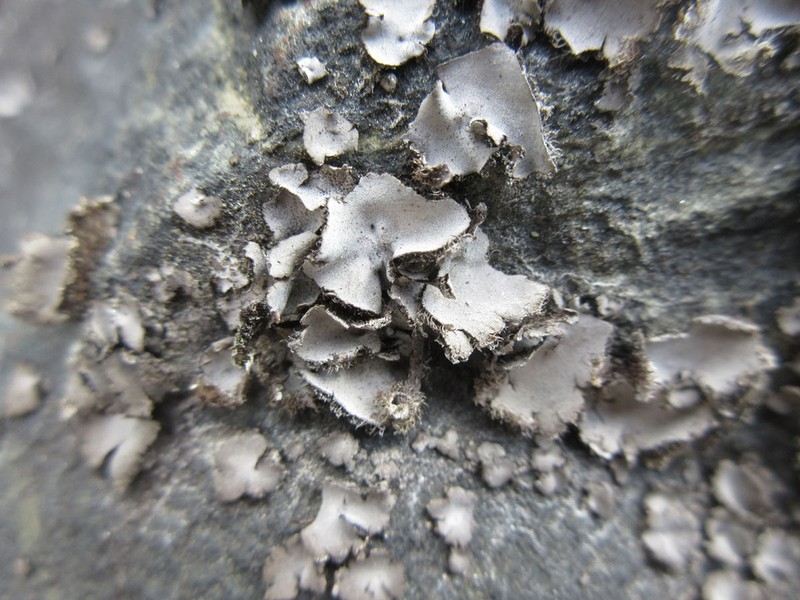 Hairy Navel Lichen photo 7