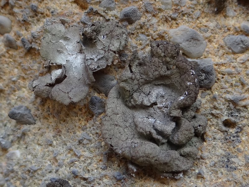 Hairy Navel Lichen photo 3