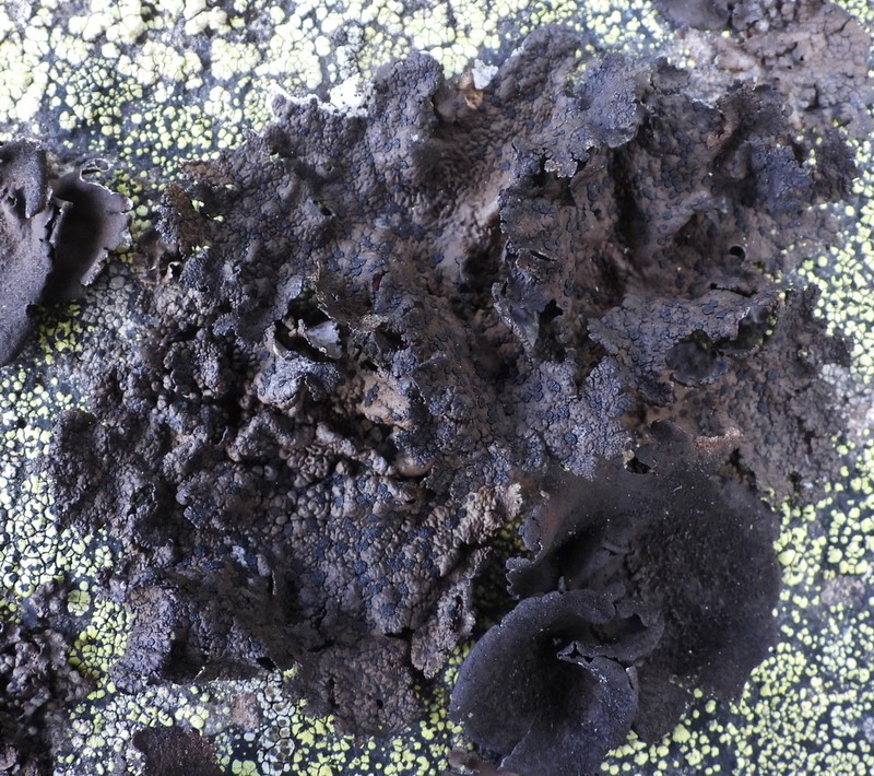 Navel Lichen photo 2
