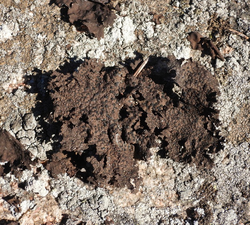 Navel Lichen photo 3