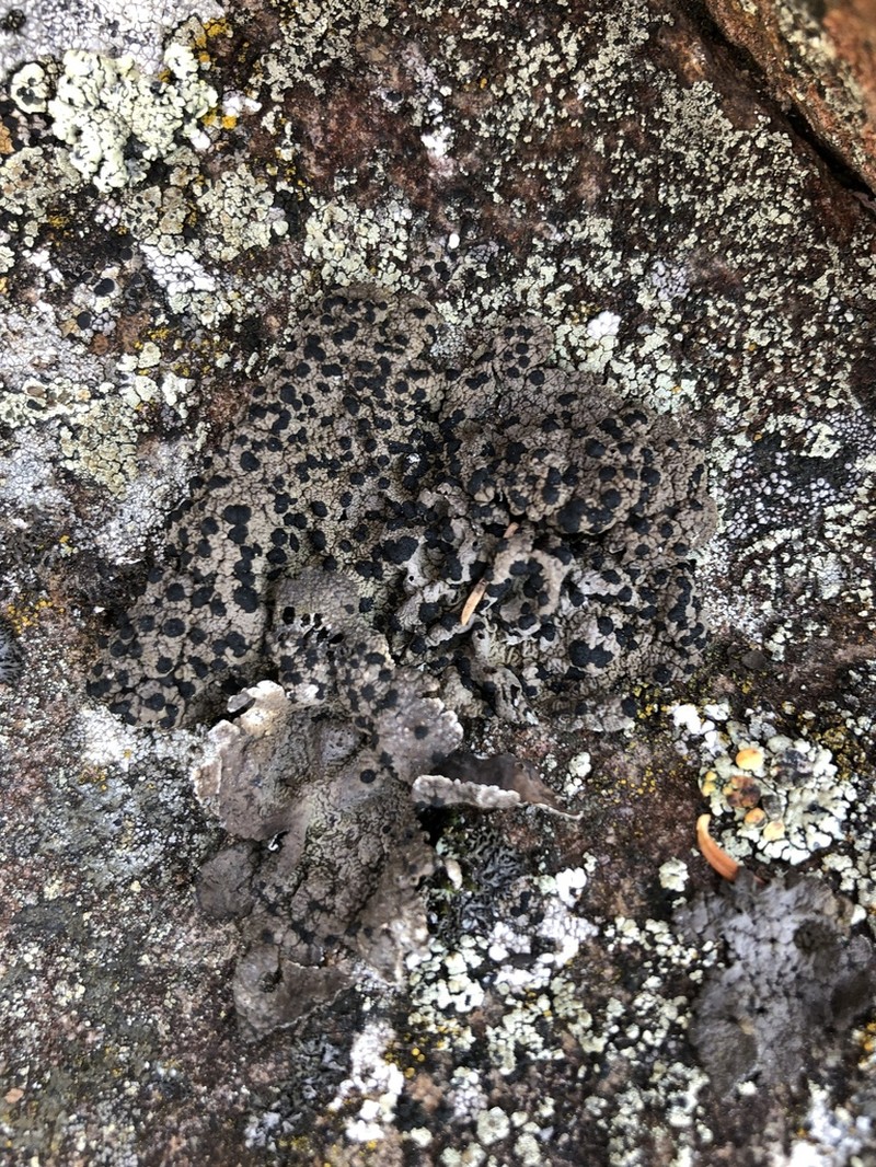 Navel Lichen photo 4