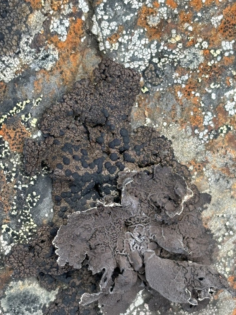 Navel Lichen photo 5
