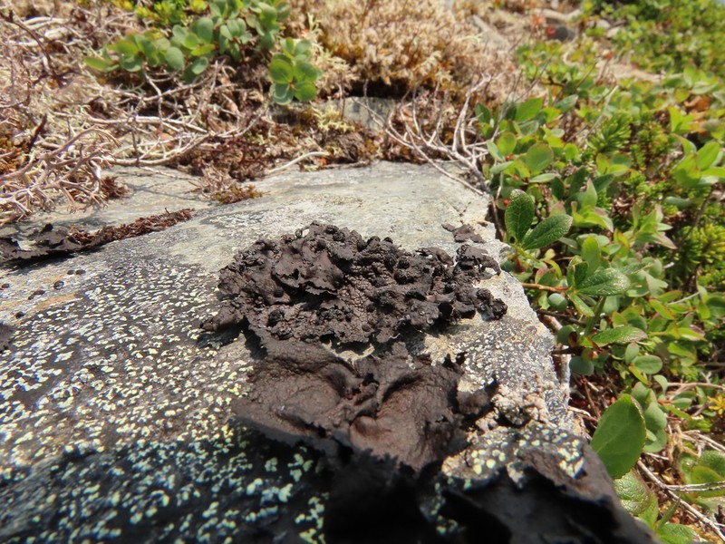 Navel Lichen photo 6