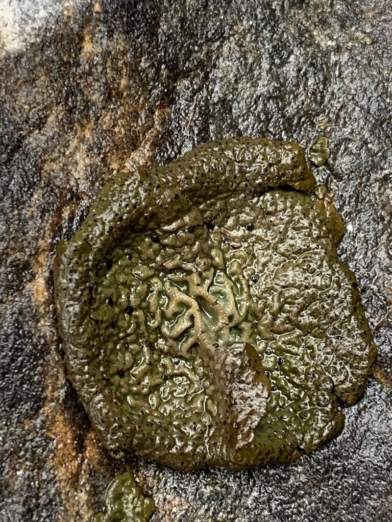 Navel Lichen photo 7
