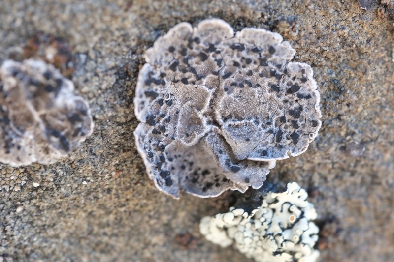 Krascheninnikov's Navel Lichen
