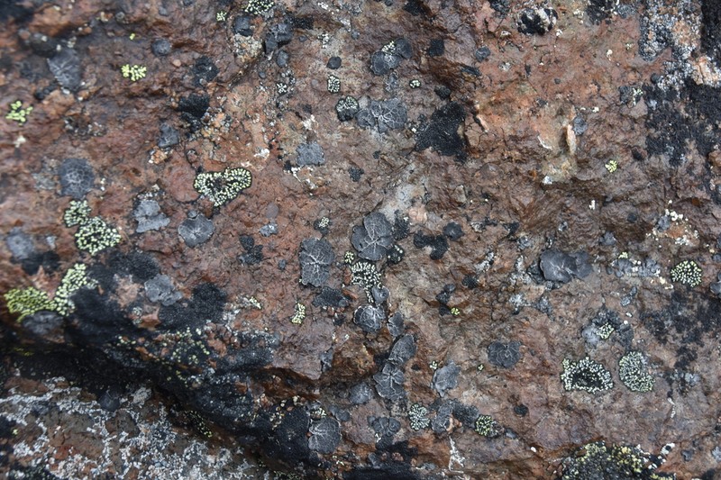Krascheninnikov's Navel Lichen photo 2