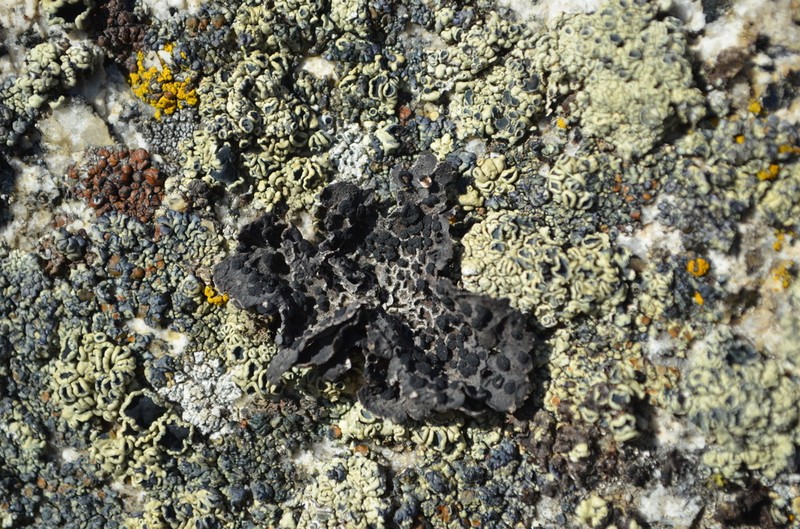 Krascheninnikov's Navel Lichen photo 3