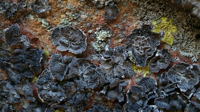 Krascheninnikov's Navel Lichen photo 4
