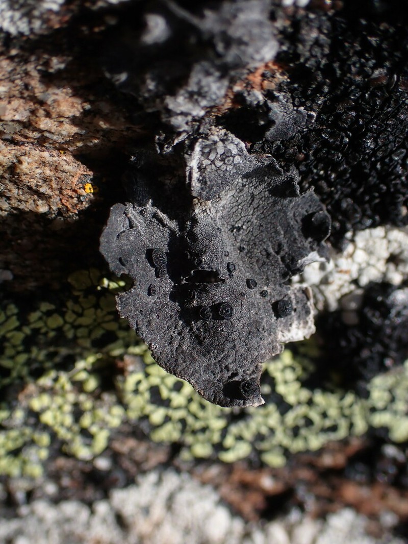 Krascheninnikov's Navel Lichen photo 5