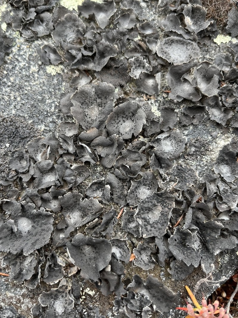 Krascheninnikov's Navel Lichen photo 6