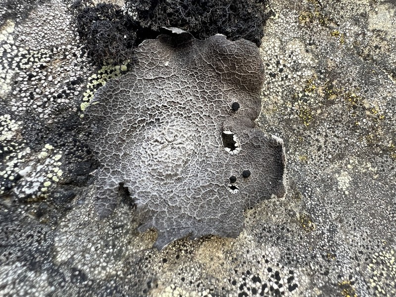 Krascheninnikov's Navel Lichen photo 7