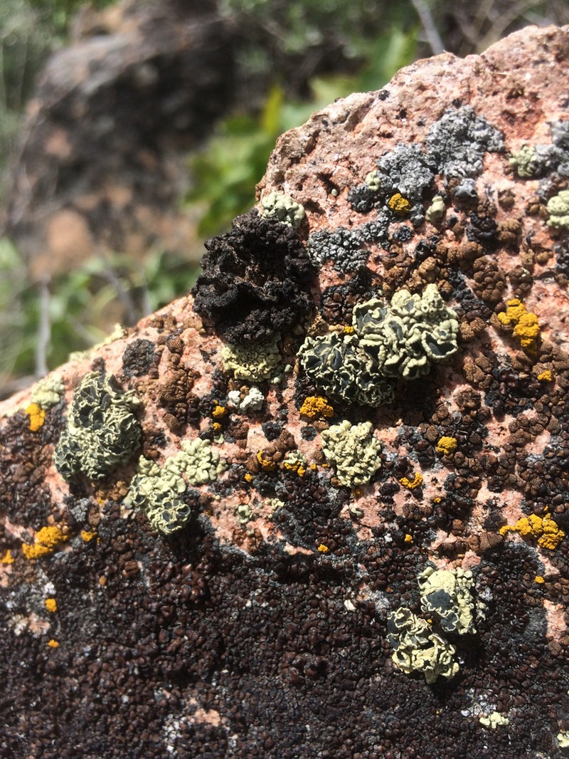 Krascheninnikov's Navel Lichen photo 8