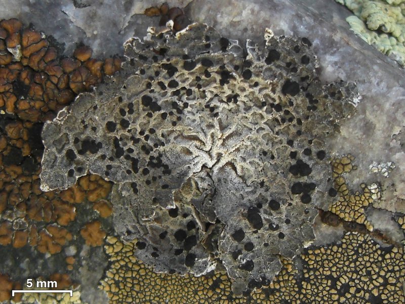 Krascheninnikov's Navel Lichen