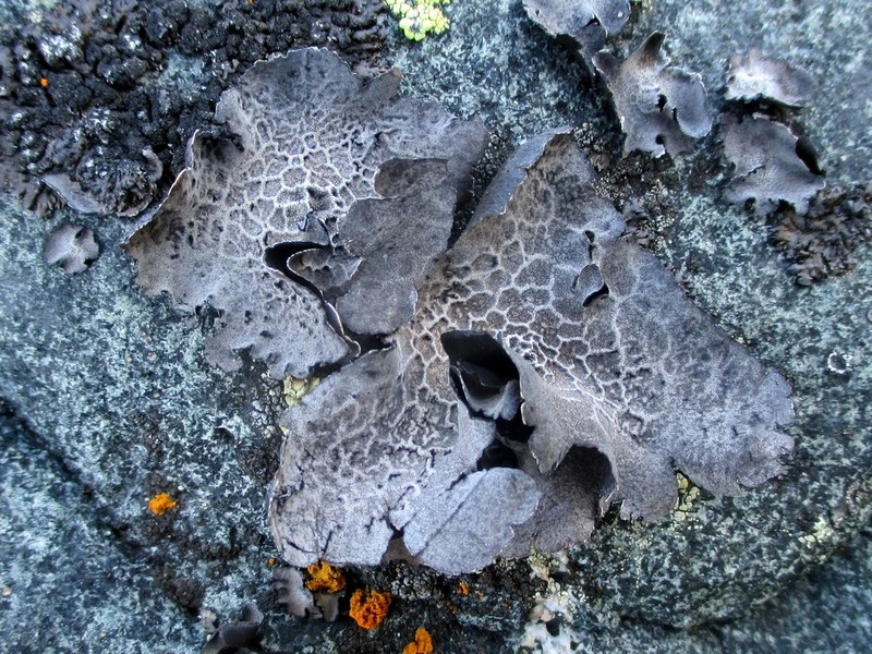 Lynge's Navel Lichen