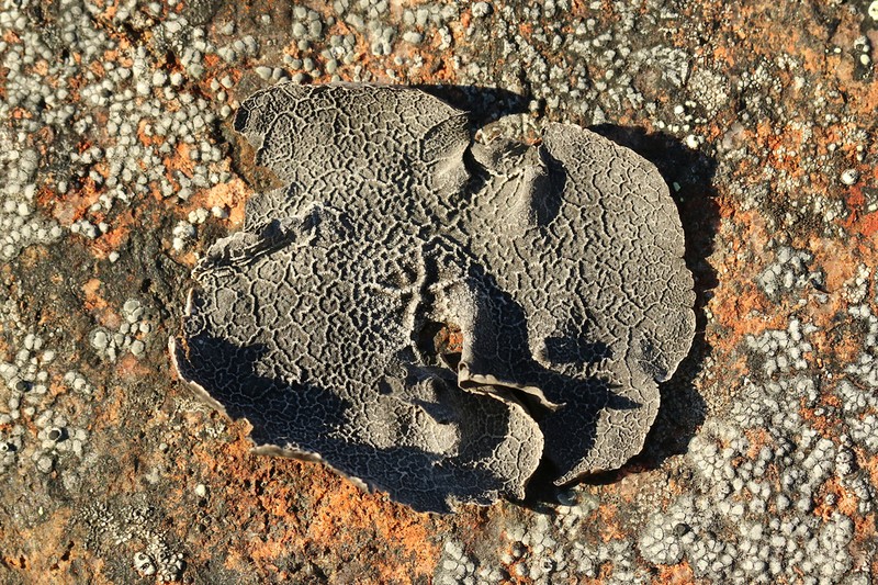 Lynge's Navel Lichen photo 2