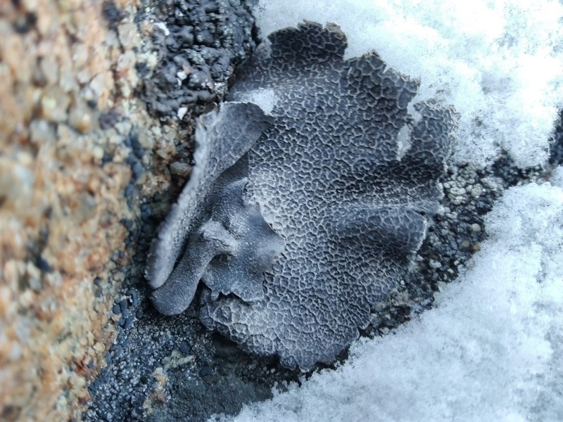 Lynge's Navel Lichen photo 3