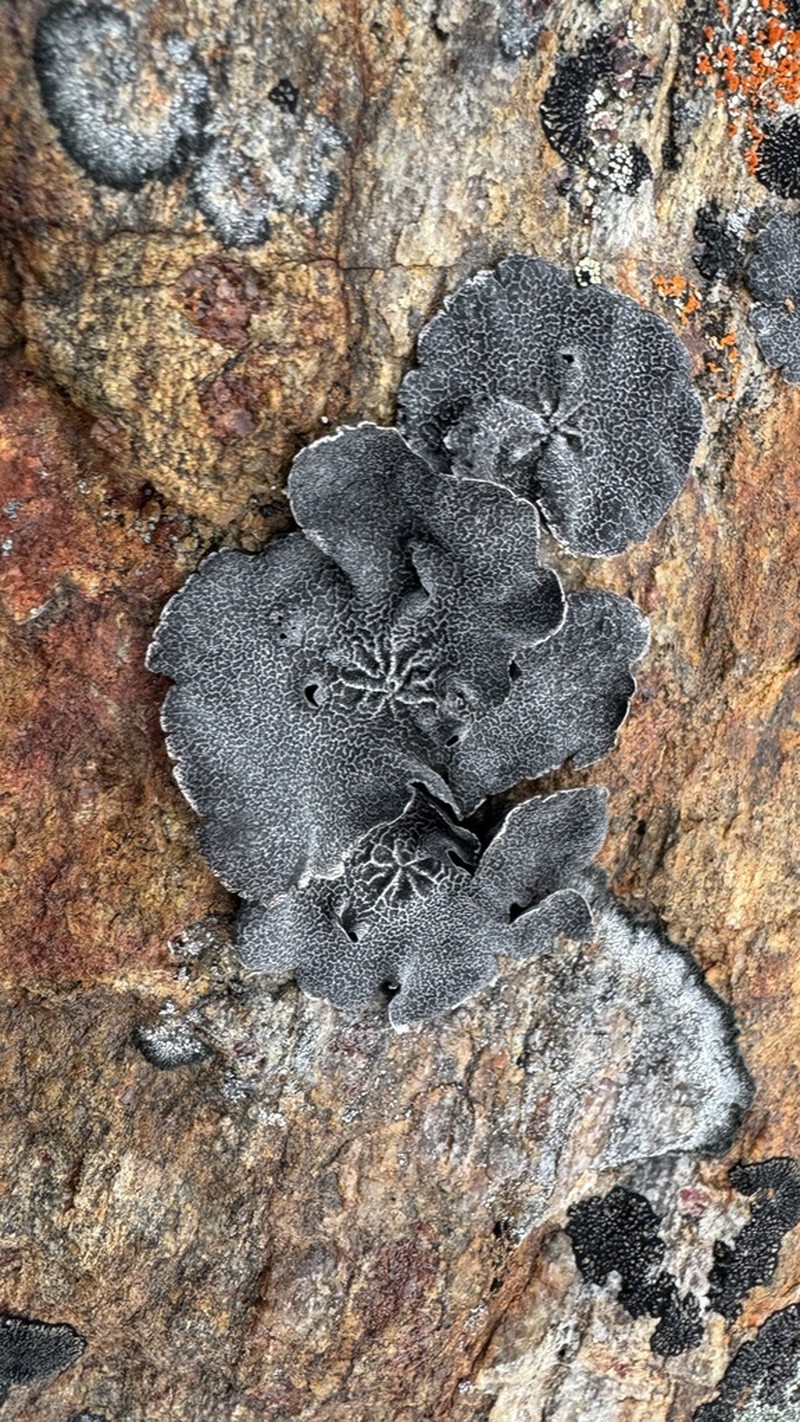 Lynge's Navel Lichen photo 4