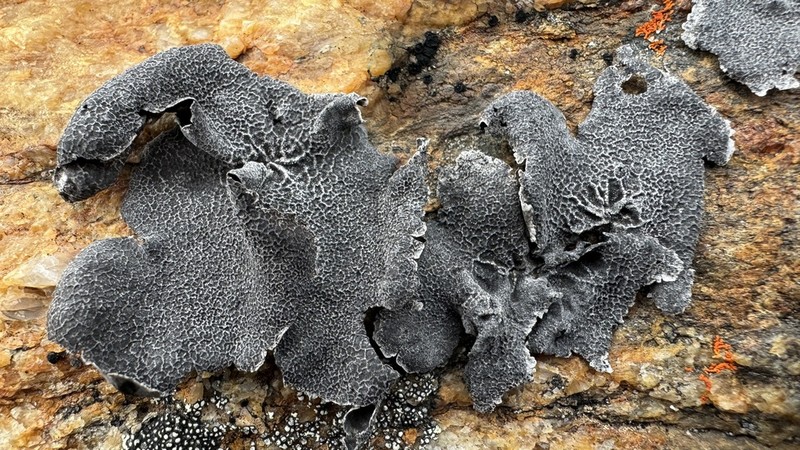 Lynge's Navel Lichen photo 5