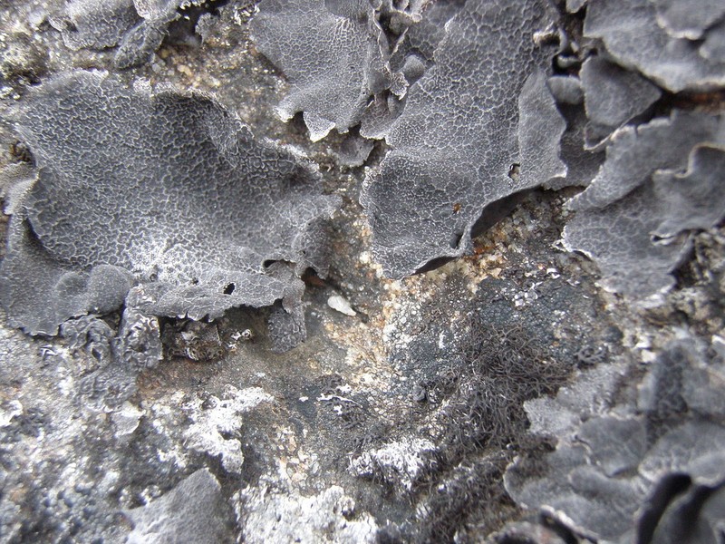 Lynge's Navel Lichen photo 6