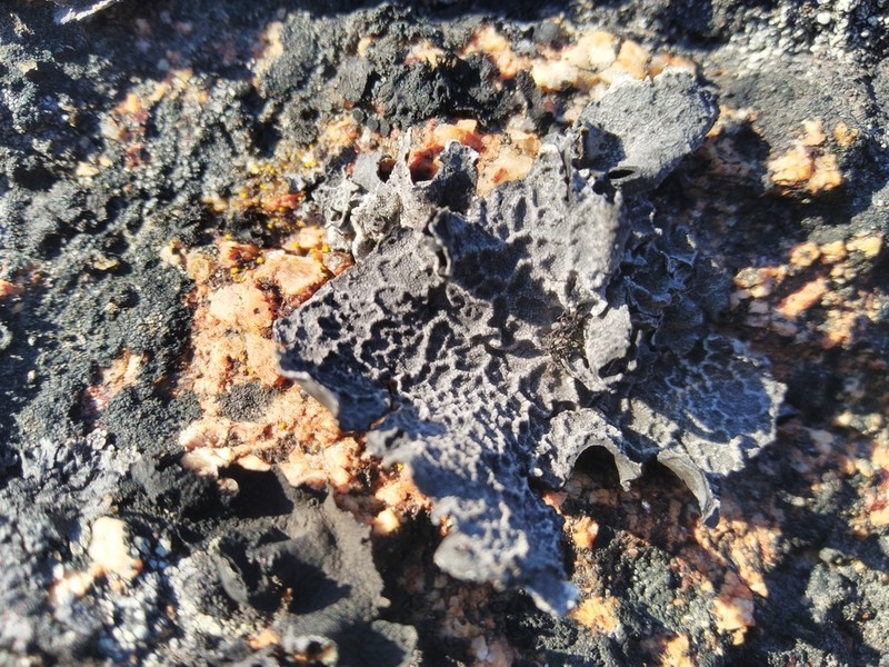 Lynge's Navel Lichen photo 7