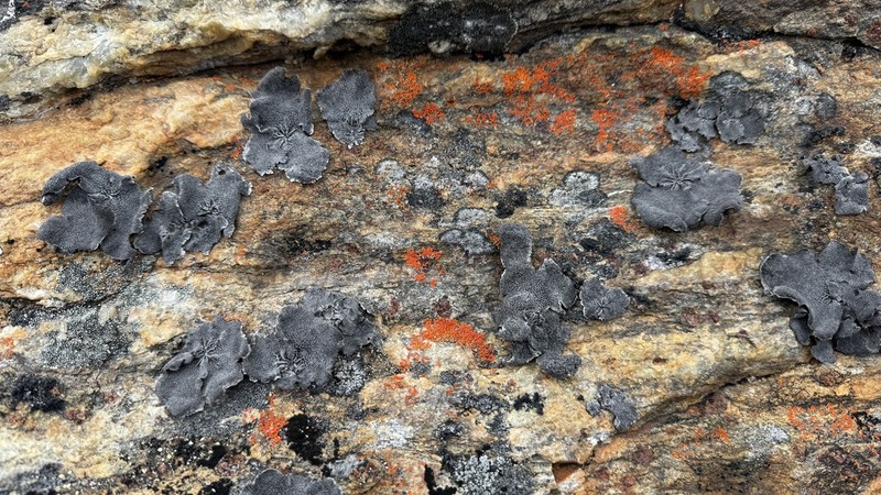 Lynge's Navel Lichen photo 8