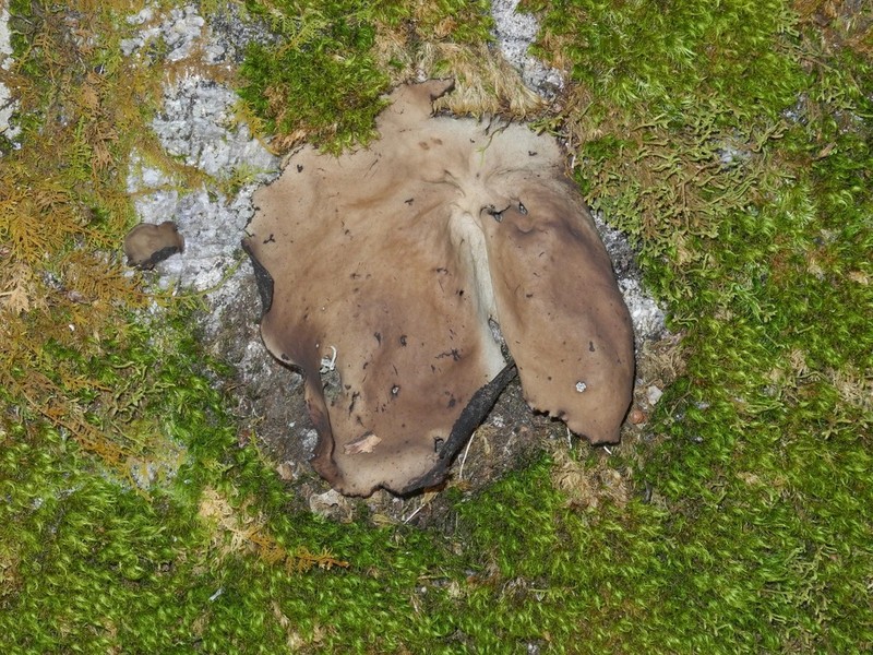 Navel Lichen photo 6