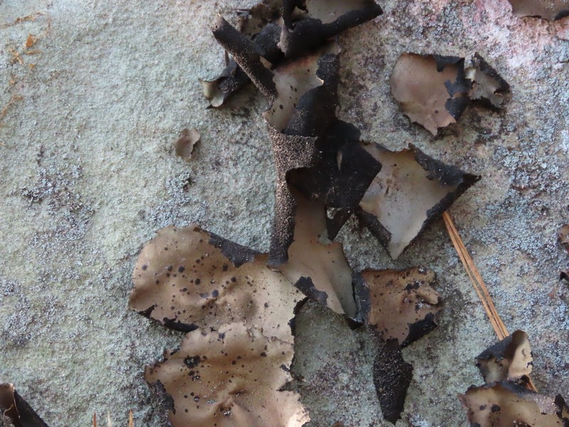 Navel Lichen photo 7