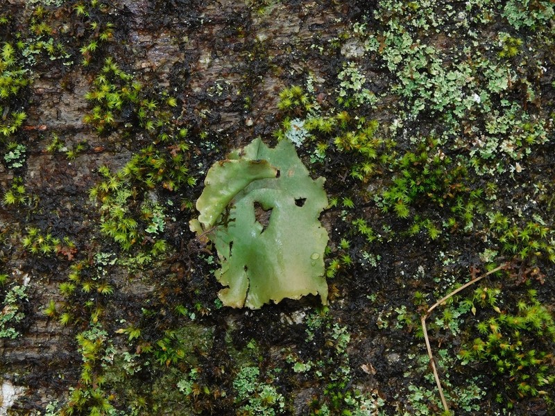 Navel Lichen photo 8